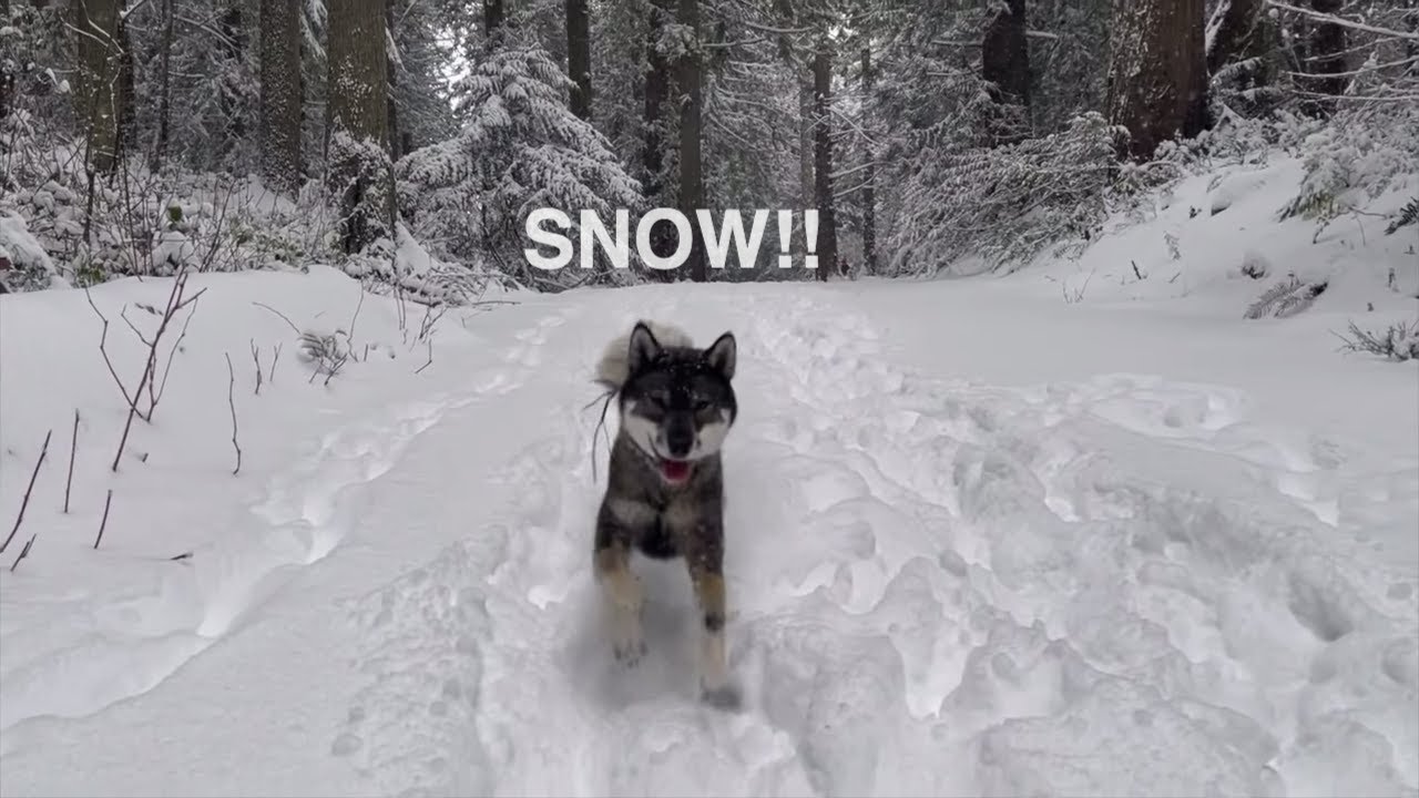 SNOW DAY for Zara the Shikoku Dog!