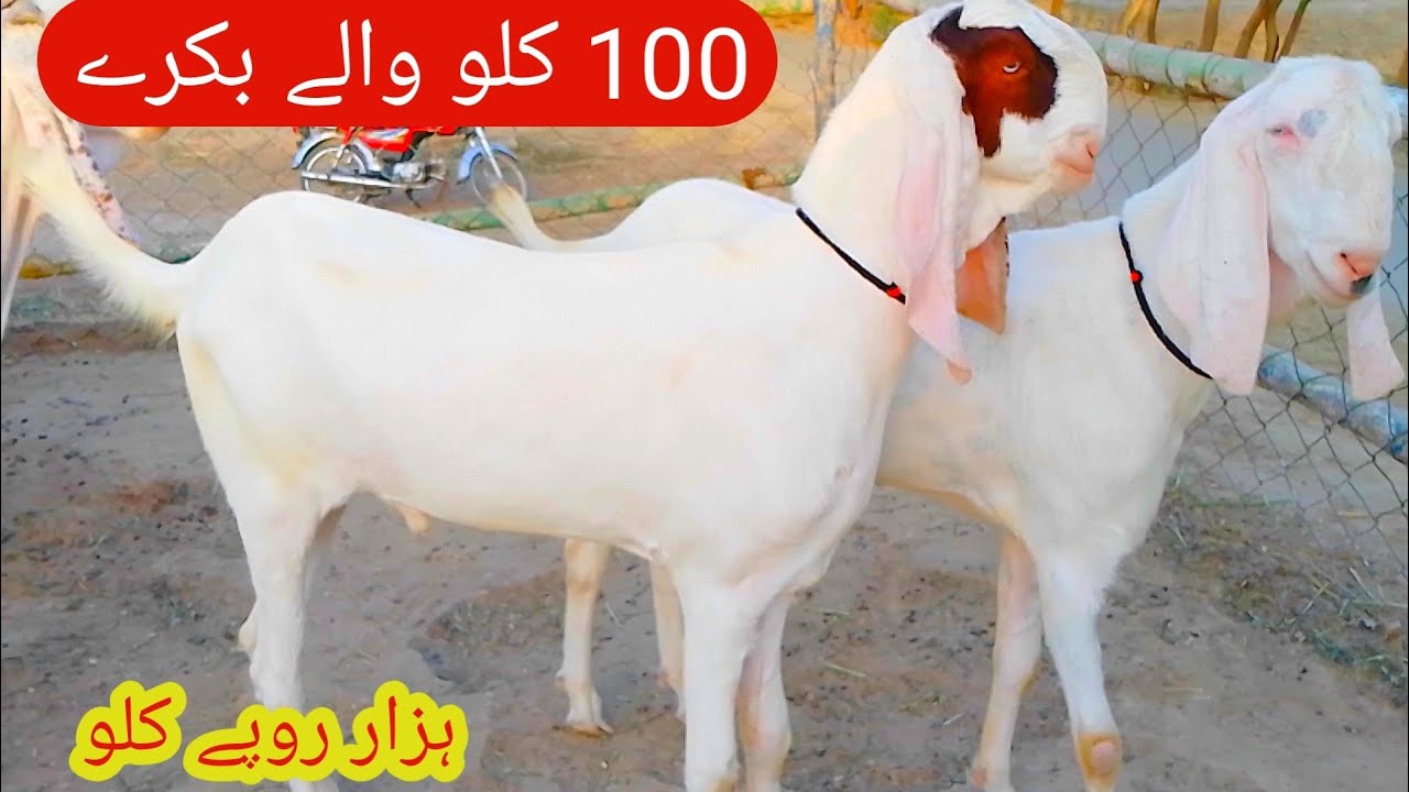 100 kg waly heavy bakray for sale hain at Khan G Goat Farm 03156703674 ...