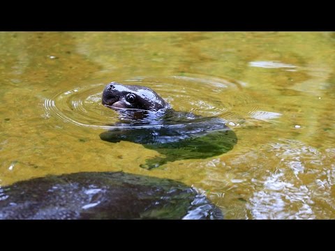 Pygmy Hippo baby makes a splash