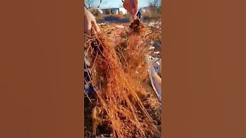 the process of removing old grape plants down to the roots #shorts