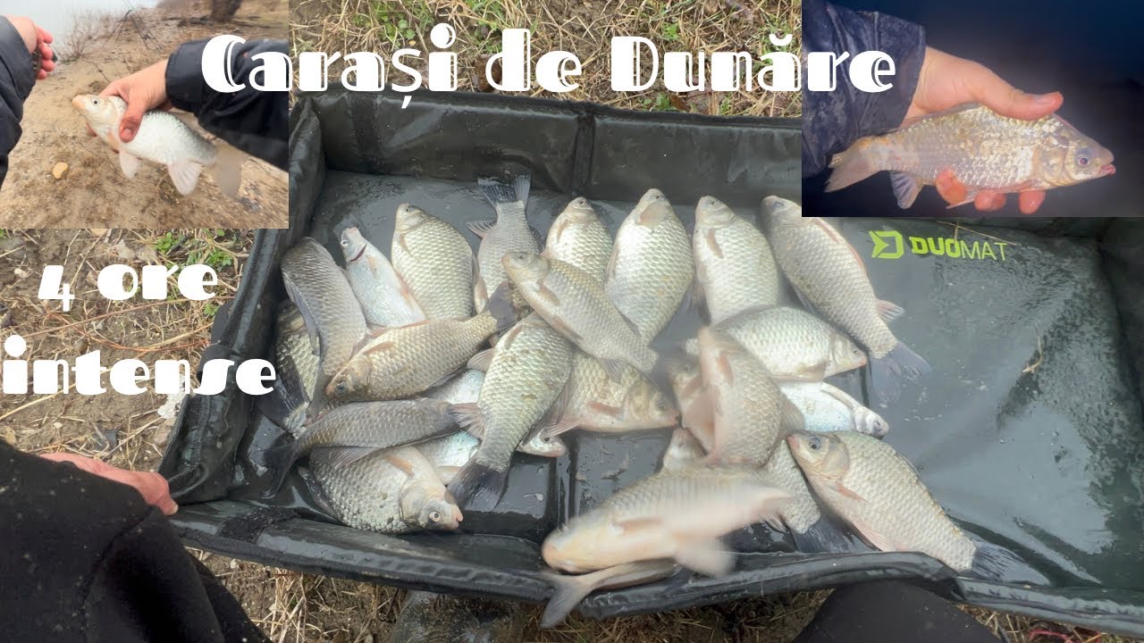 A ÎNCEPUT ACTIVITATEA PE DUNĂRE!! Carași de primăvară la method 02.03.2024