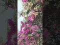 Amazing #beautiful flower #status video #flower #shorts 💐🌸🍂
