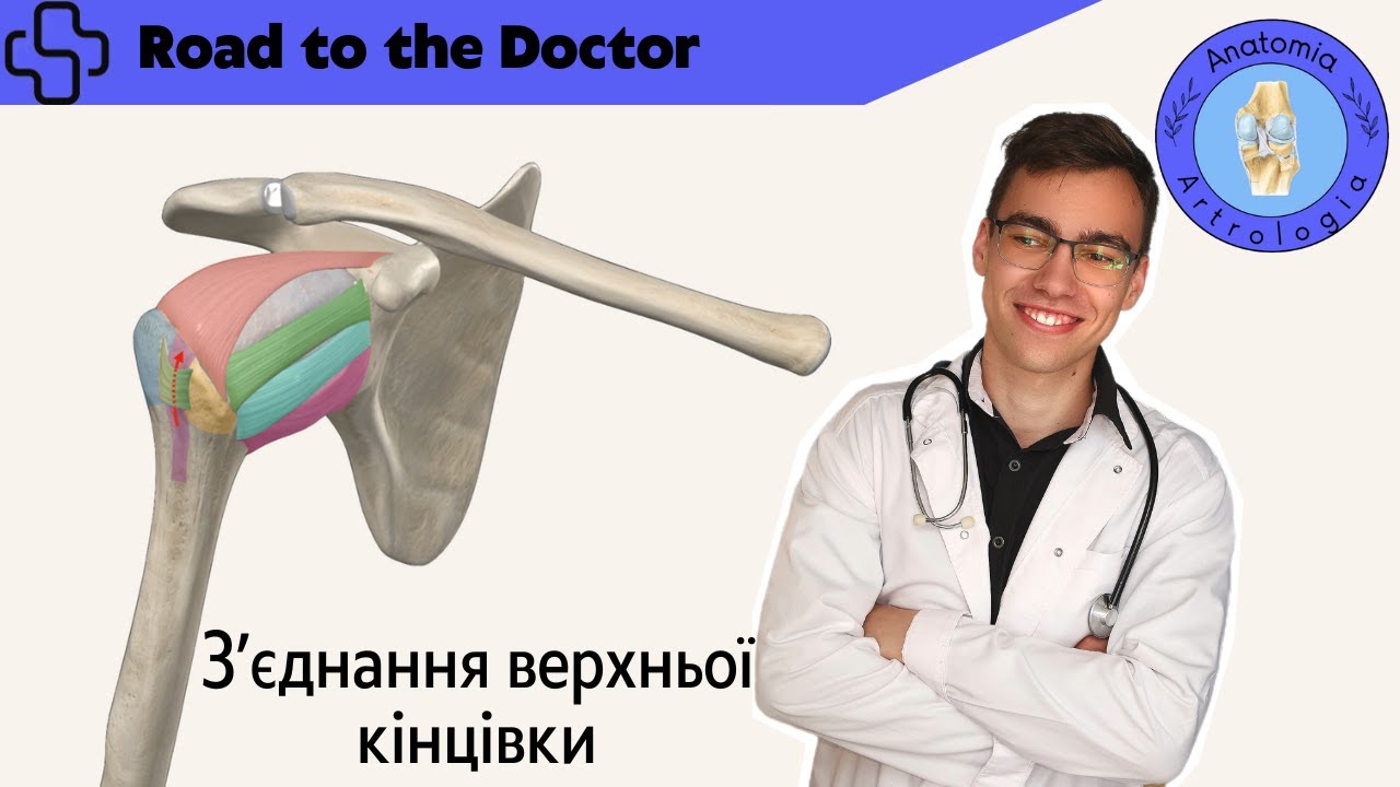 Зʼєднання кісток верхньої кінцівки — Transcript