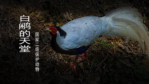 國家二級保護動物白鷳的天堂 - 天天要聞