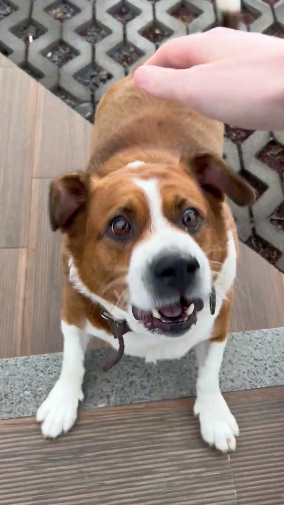 Curious Dog Barks At Dog Lover || ViralHog