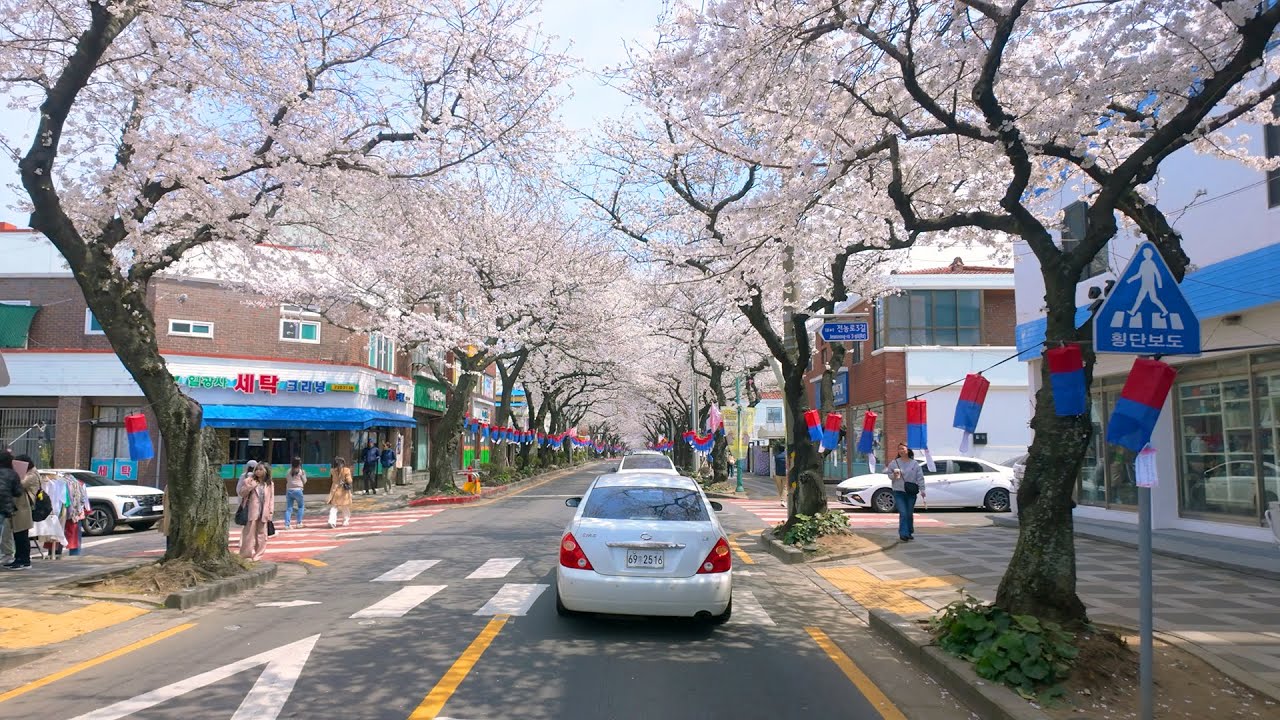 [4K] Поездка по цветению сакуры на острове Чеджу 🚗 Весеннее путешествие по Чоннон-ро в Корее