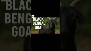 কম খরচে লাভজনক ছাগল খামার শুরু | Goat Farming Business Bangladesh | Beginner Guide @Miyazi-farm