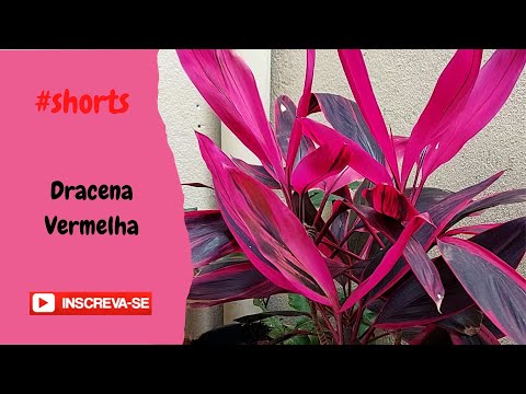 Vídeo: Dracaena Sander: descrição, foto, plantio e cuidados