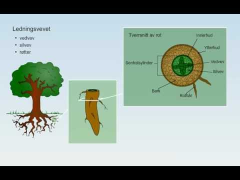 Video: Hvordan er planter avhengig av dyr?