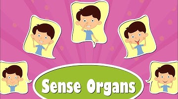 My sense organs Class 1 EVS chapter 3
