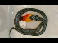 Cobra d&#39; água (Erythrolamprus miliaris) comendo peixe. | Biopets_PH