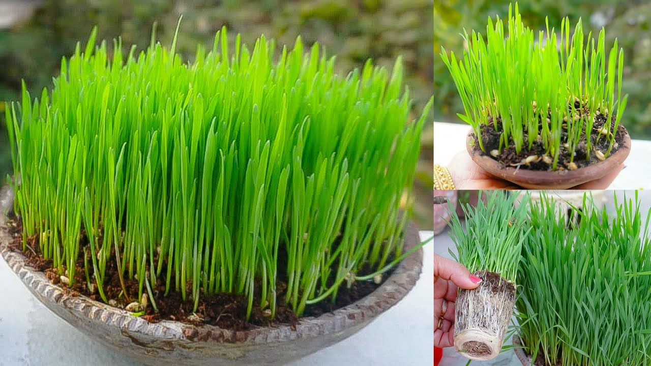 गेहुँ के ज़्वारे कैसे उगाएँ।How to grow wheatgrass at Home?Grow