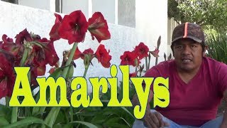 Planta Amarilys