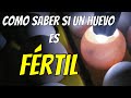 Como saber si un huevo es fértil | Cuando un huevo es fértil