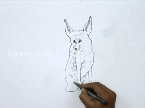 How to Draw a Fennec Fox - YouTube