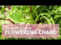 Flowering chard