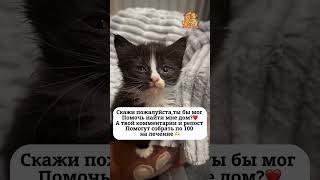 Крик в пустоту…. #помощь #помощьбездомным #котик #помощькошке