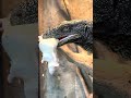 FEEDING FRENZY!! REPTILES AND MAMMALS EAT! #shorts #compilation #animals