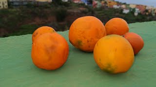 Lulo / Quito Orange / Naranjilla is no Orange (Solanum quitoense)