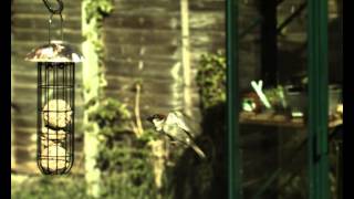 Sparrow Landing 09