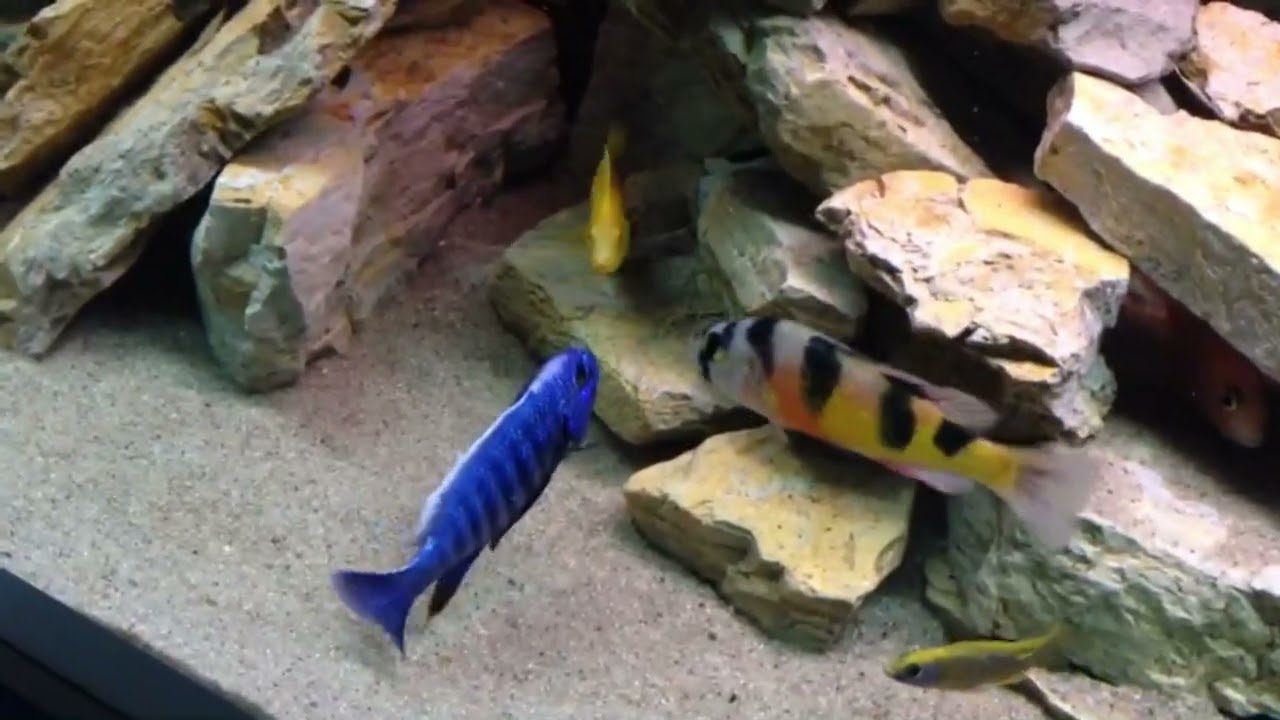 Azurcichlide - Sciaenochromis ahli
