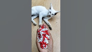 Satisfying Cat ASMR 🧶 Reverse Play #shorts #cat #beads #asmrcat #satisfyingvideo
