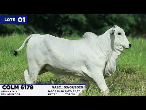 LOTE 01   COLM 6179
