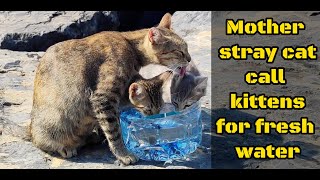I couldn't believe my eyes, the mother cat called her kittens for fresh water