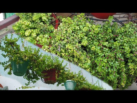 All About Jade Plant - How To Grow And Care Jade Plant || Fun Gardening