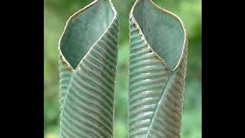 Double Helix Energy Flow-Leaf Formation