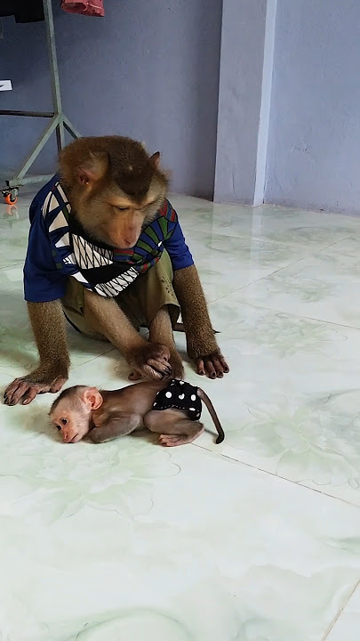 lovely Animals Are Famous, Best SokYaa And SokHaa Very Smart And Amazing Video #shorts