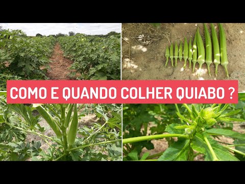 Vídeo: Informações sobre o cultivo de quiabo e colheita de quiabo