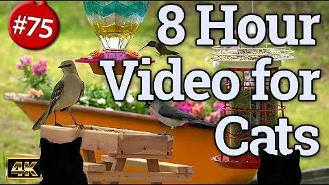 Video for Cats Extravaganza! 8 Hours of Birds Watching | Birds Bathing | Cat Entertainment