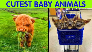 50 Baby Animals Are About To Make It Much Better - cute animal 2/2 by oscardramirez 532 views 9 days ago 9 minutes, 1 second
