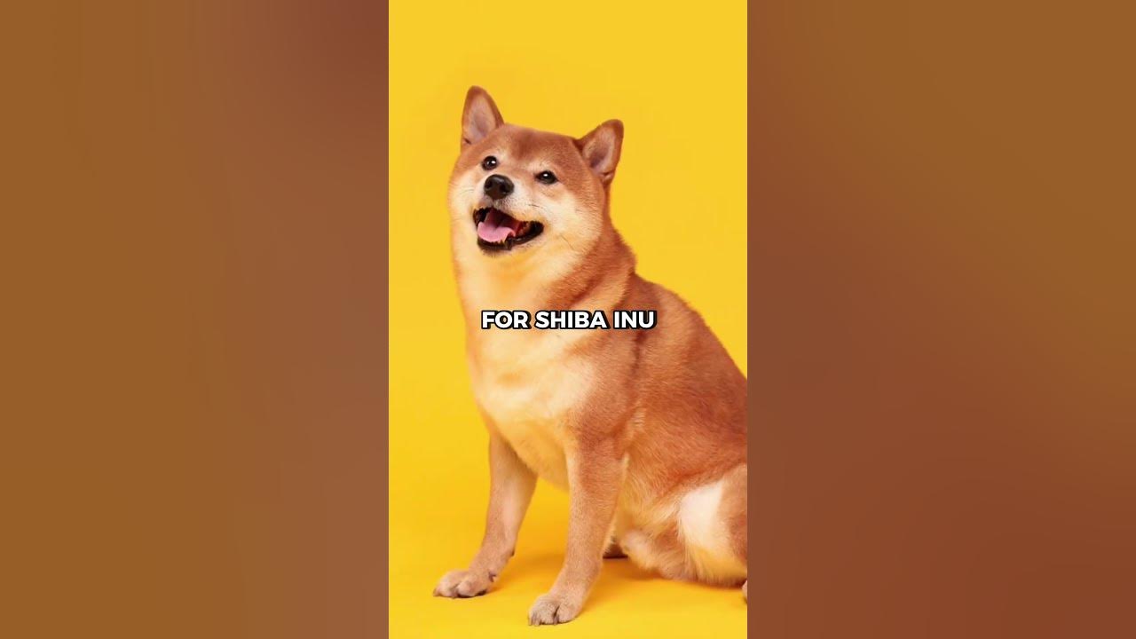 shiba-inu-to-1-cent-shib-at-1-penny-youtube