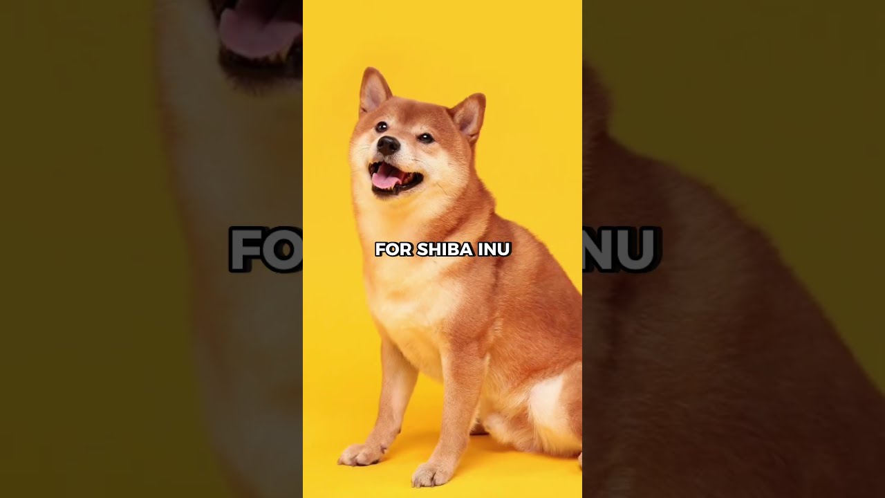 SHIBA INU TO 1 CENT SHIB AT 1 PENNY YouTube SHIBA INU TO 1 CENT SHIB AT 1 PENNY YouTube