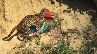 Blanquillo Macaw Lick in Manu - Birds of Peru Resimi