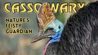 Cassowary: Facts About The Most Dangerous Bird