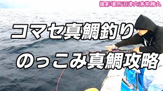 コマセ真鯛釣り のっこみ真鯛攻略