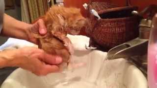 Bath Time for Bobtail Kitten!