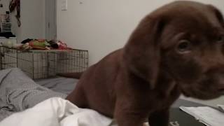 Super cute chocolate lab puppy cuddling in bed