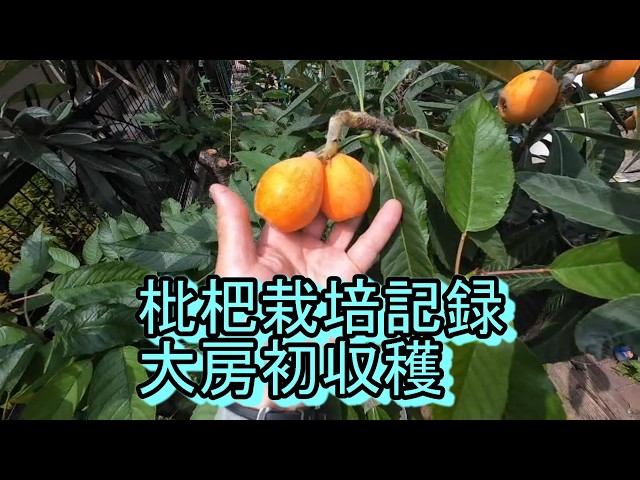 枇杷栽培記録R8/5大房初収穫 - YouTube