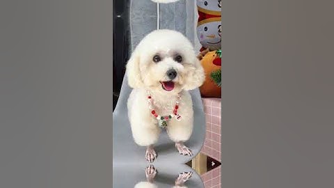 Cắt tỉa lông thú cưng | Chăm sóc, làm đẹp cho thú cưng