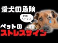【見落とし危険】愛犬の危険を知らせる、ストレスサイン！