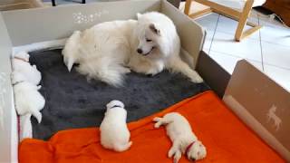 Vasko & Lexie puppies ~ 2 weeks old Samoyeds by Savko Memories Kennel 5,214 views 5 years ago 1 minute, 39 seconds