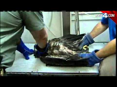 Pictures: Bald Eagle Being Nursed Back To Health
