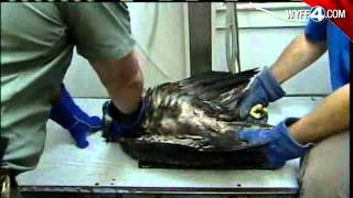 Pictures: Bald Eagle Being Nursed Back To Health