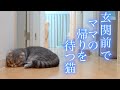 ママと離れて3日…"早く会いたい"と泣き続ける猫の切なすぎる姿
