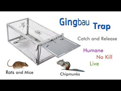 How To Set Up Gingbau Live Rat Trap 