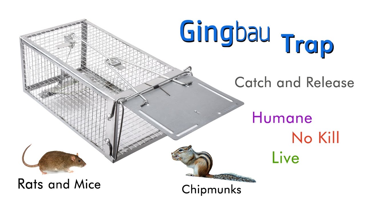 How To Set Up Gingbau Live Rat Trap 